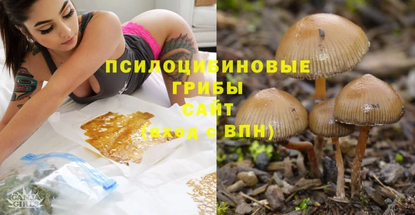 ГАЛЛЮЦИНОГЕННЫЕ ГРИБЫ Аркадак